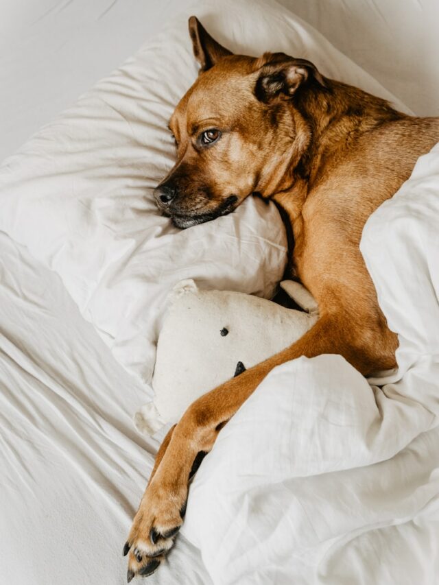 brown dog lying on the bed