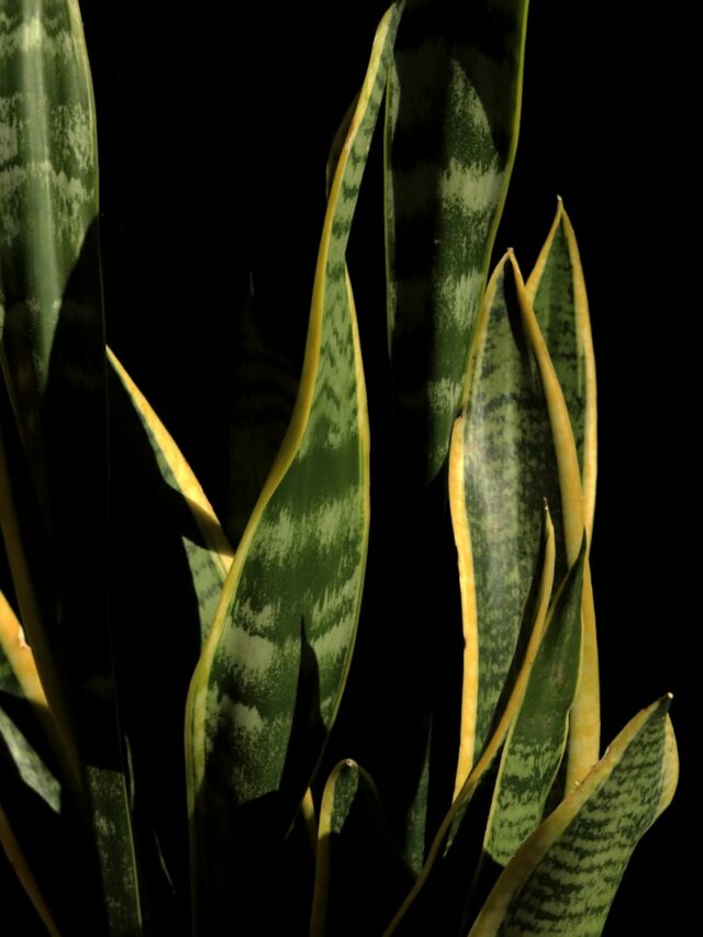 green plant with water droplets