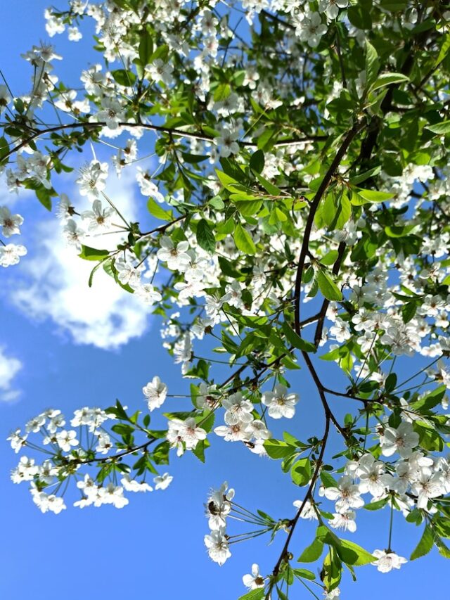 white flowers under blue sky during daytime