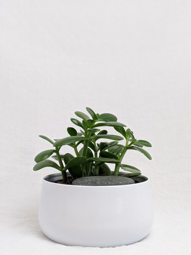 green plant on white ceramic pot