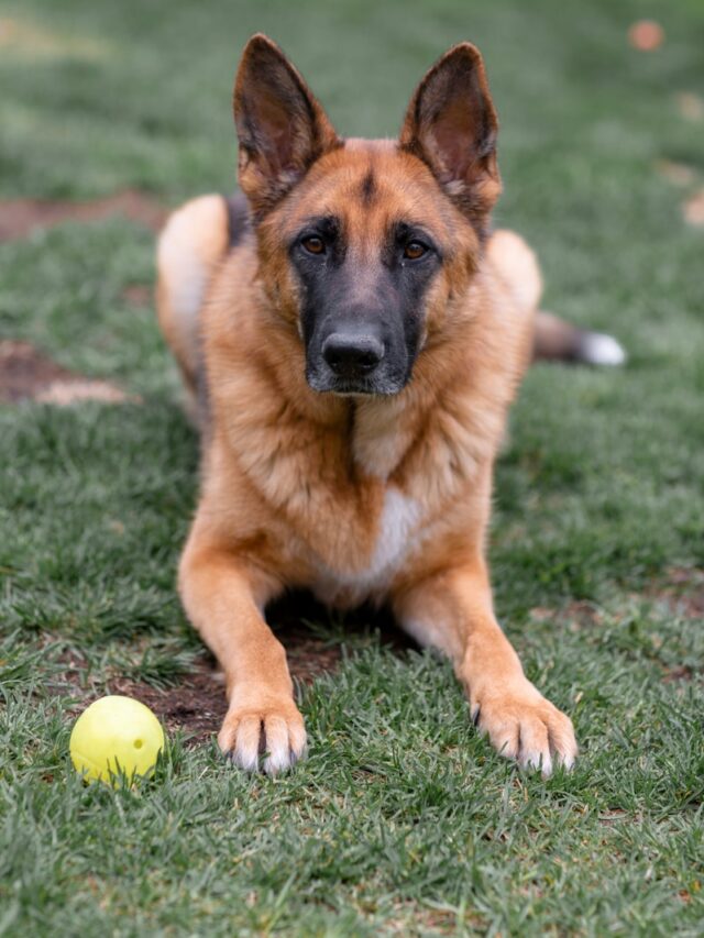 brown and black german shepherd on green grass field during daytime