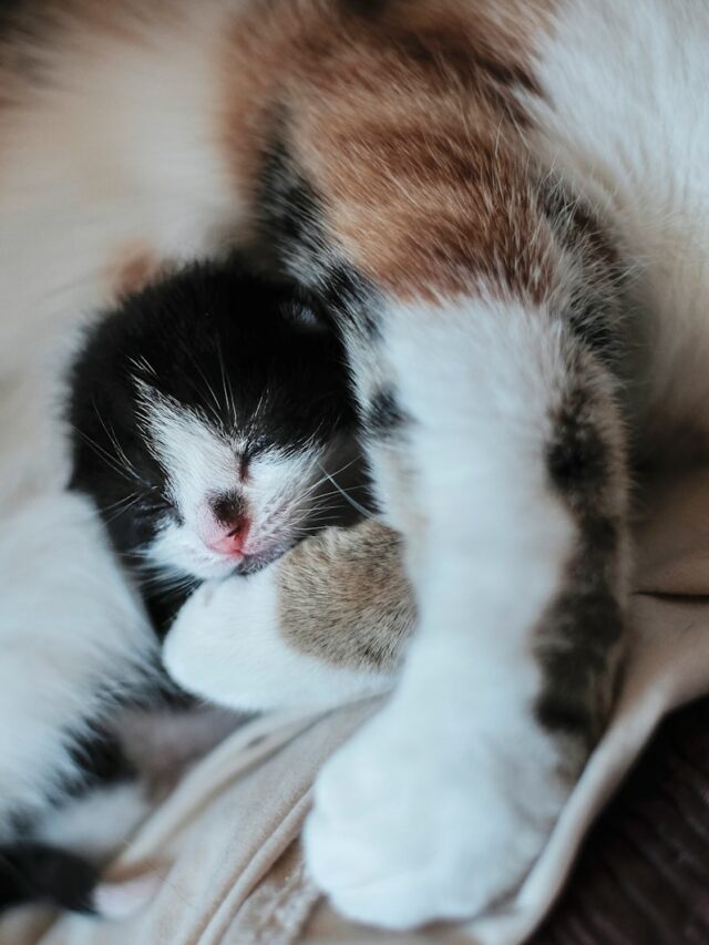 kitten sleeping with cat