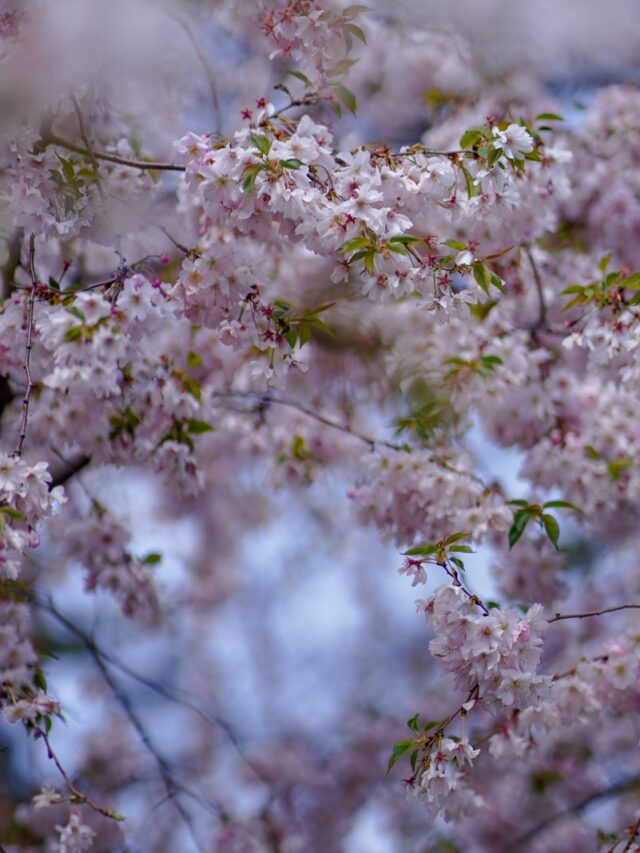 white cherry blossom in close up photography