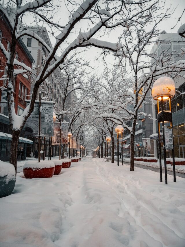 snow covered ground with bare trees during daytime