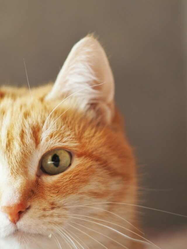 orange tabby cat in close up photography