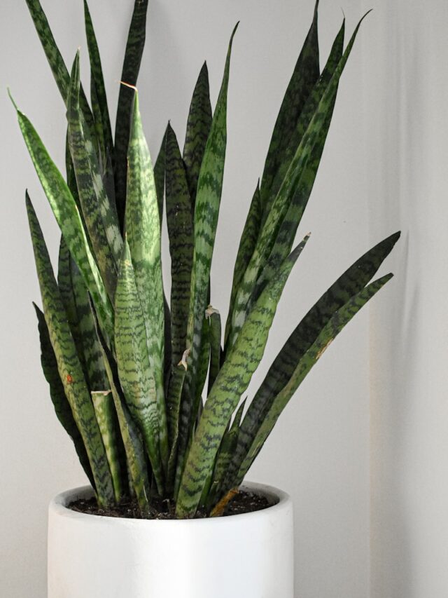 green snake plant on white pot