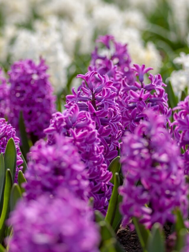 purple petaled flower