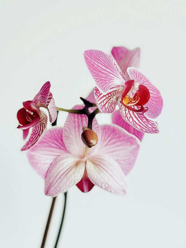 pink and white moth orchid in close up photography