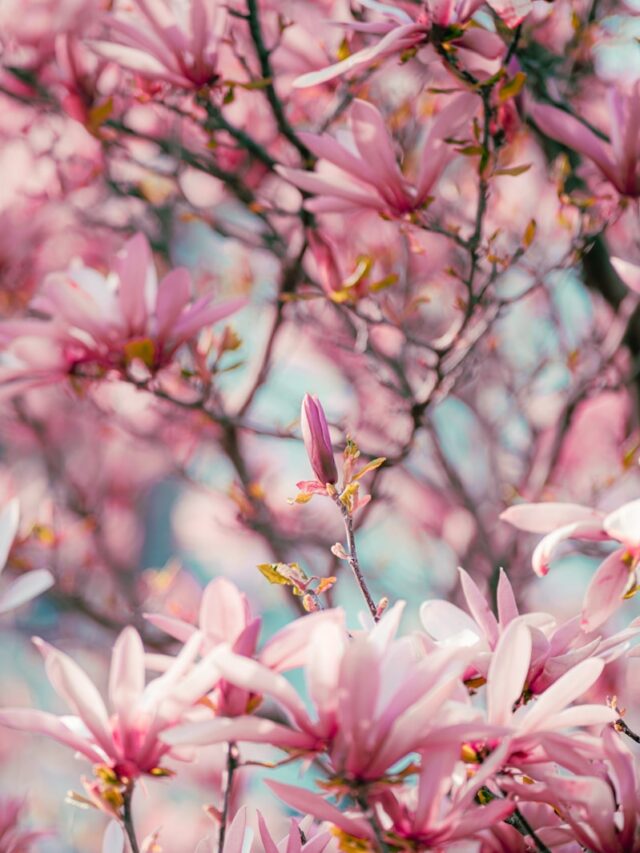 a bunch of pink flowers that are on a tree