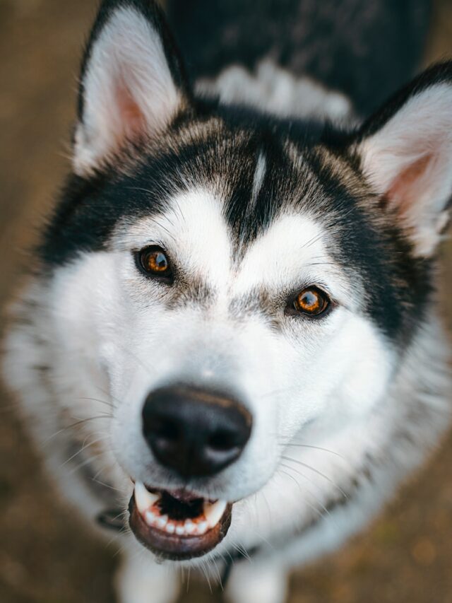 white and black dog