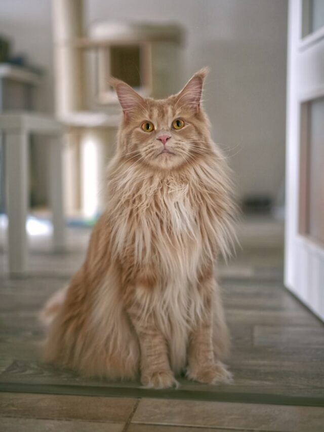 orange tabby cat on gray floor